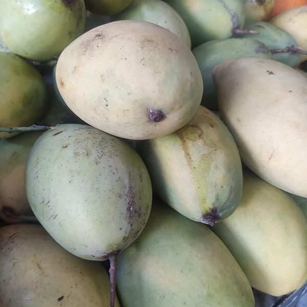 Xoài cát Hoà Lộc